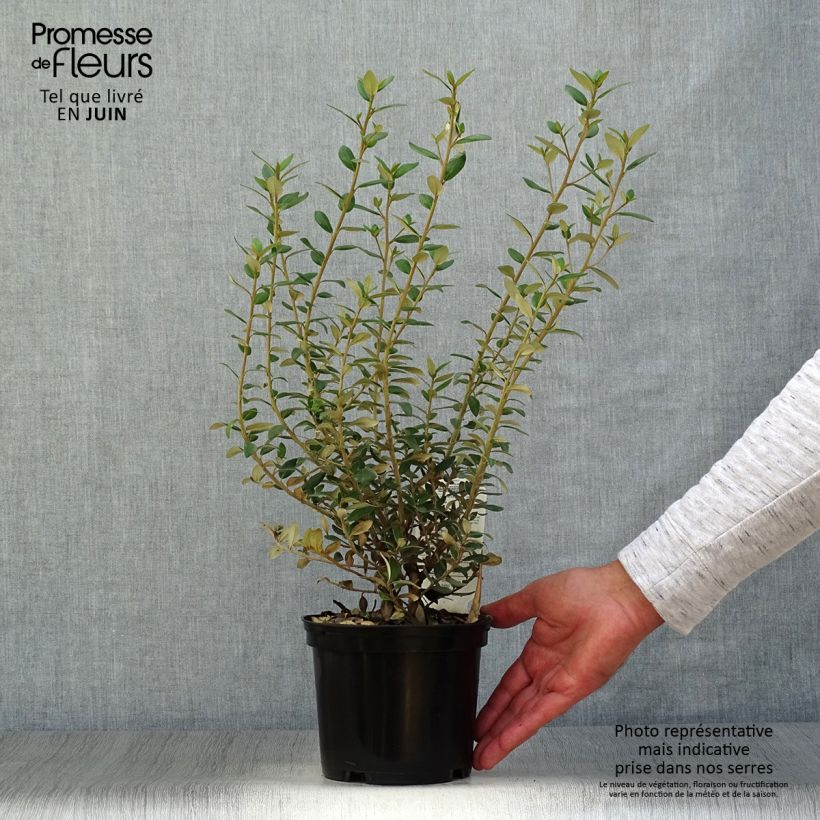 Spécimen de Olearia (x)  haastii - Aster en arbre Pot de 2L/3L tel que livré en été