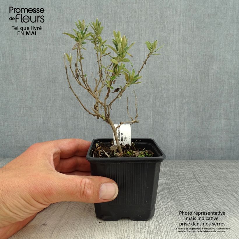 Spécimen de Olearia x scilloniensis Compacta - Aster en arbre - Godet de 8/9 cm tel que livré au printemps