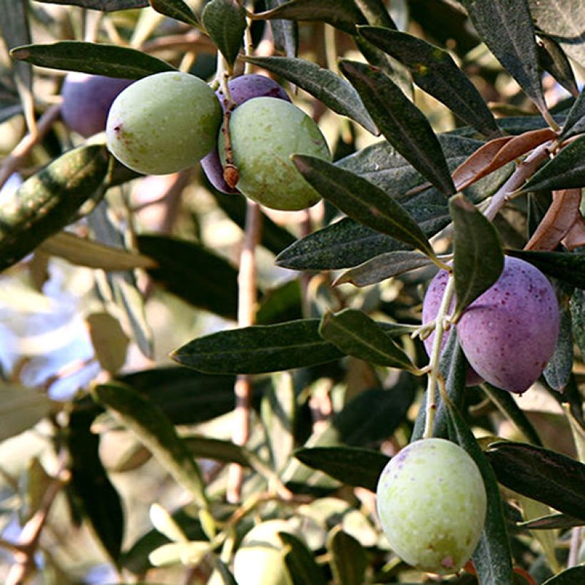 Pince à cornichons en bois d'olivier - Provence-Olivier