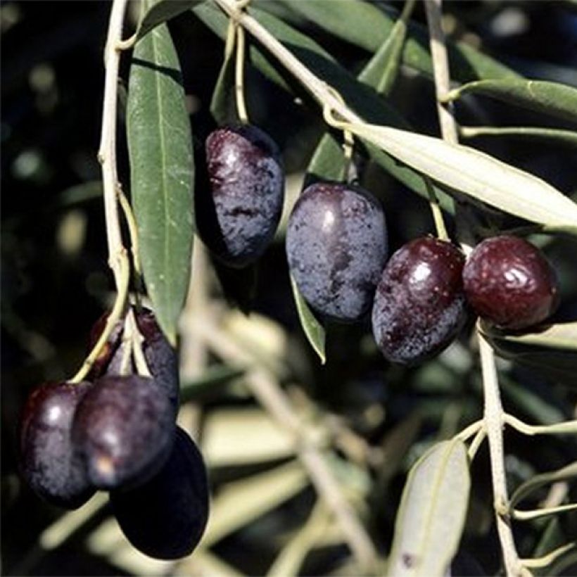 Olivier Cailletier (Olive de Nice) - Olea europaea (Récolte)