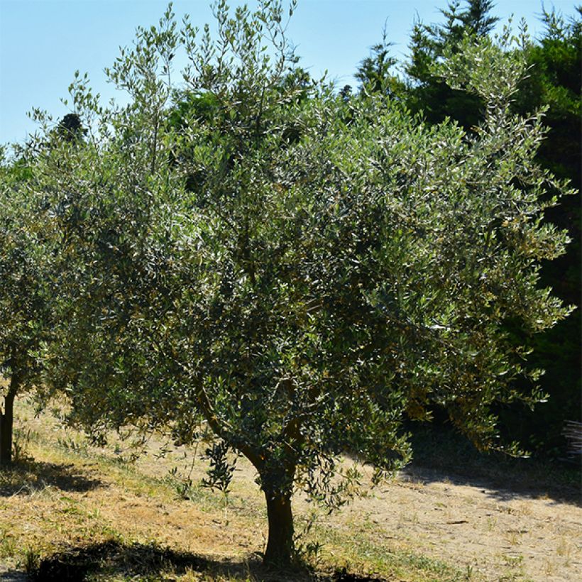 Olivier Cailletier (Olive de Nice) - Olea europaea (Port)