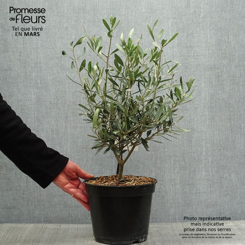 Spécimen de Olivier Negrette - Olea europea Pot de 4/5L tel que livré au printemps