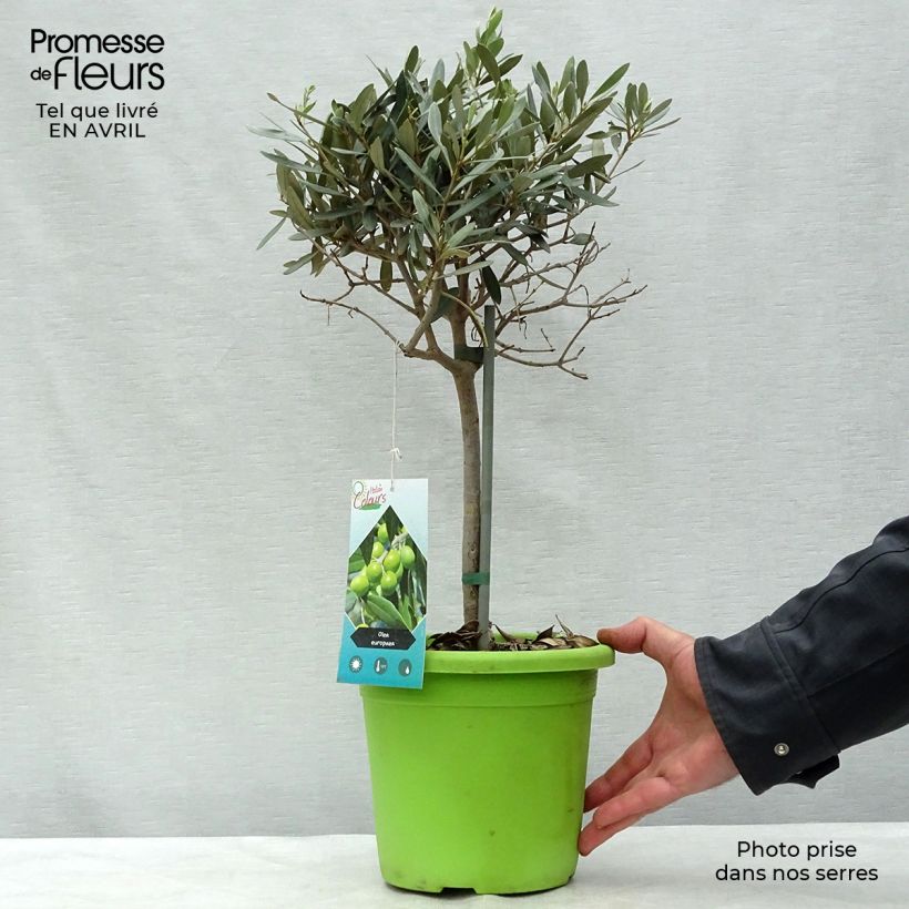 Spécimen de Olivier sur tige - Olea europaea Pot de 2L/3L, 1/4 de tigeHauteur livrée env. 40cm tel que livré au printemps