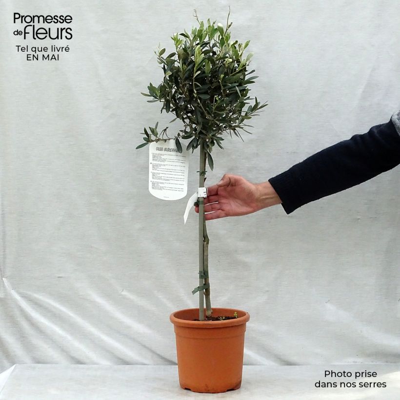 Spécimen de Olivier sur tige - Olea europaea Pot de 4L/5L, 1/4 de tigeHauteur livrée env. 100/120cm tel que livré au printemps