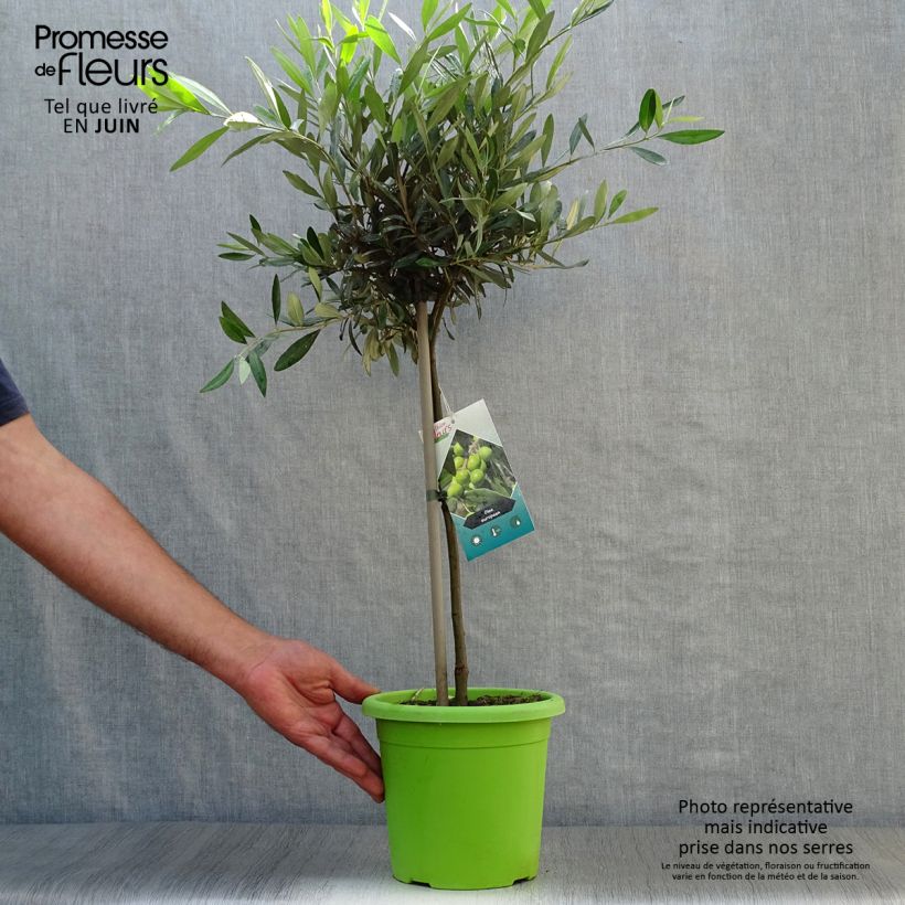 Spécimen de Olivier sur tige - Olea europaea Pot de 2L/3L, 1/4 de tige tel que livré en été