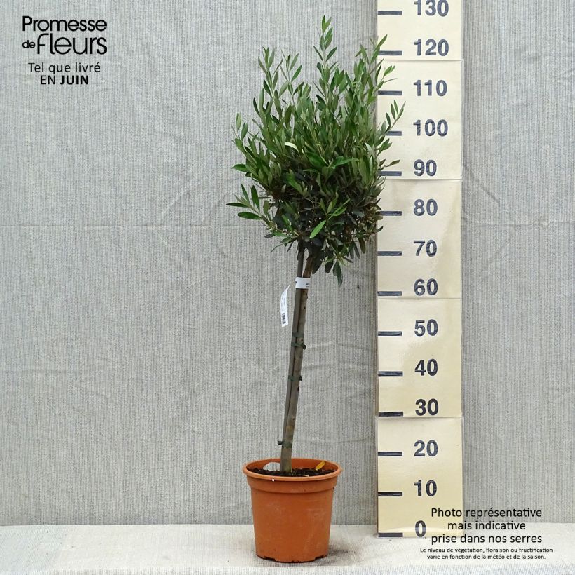 Spécimen de Olivier sur tige - Olea europaea Pot de 4L/5L, 1/4 de tige tel que livré en été