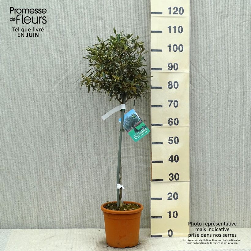 Spécimen de Olivier sur tige - Olea europaea Pot de 7,5L/10L, 1/2 de tige, circonférence de tronc 6/8 cm tel que livré en été