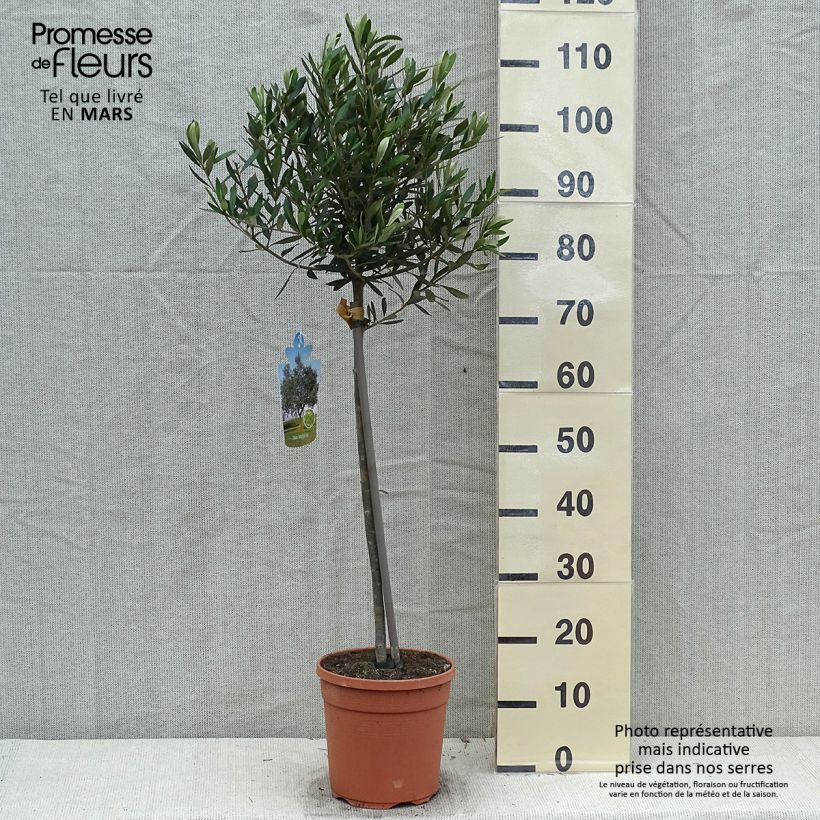 Spécimen de Olivier sur tige - Olea europaea Pot de 7,5L/10L, 1/2 de tige, circonférence de tronc 6/8 cmHauteur livrée env. 80/100cm tel que livré au printemps