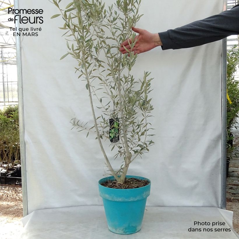 Spécimen de Olivier - Olea europaea en  pot de 7.5L/10L - touffe tel que livré au printemps