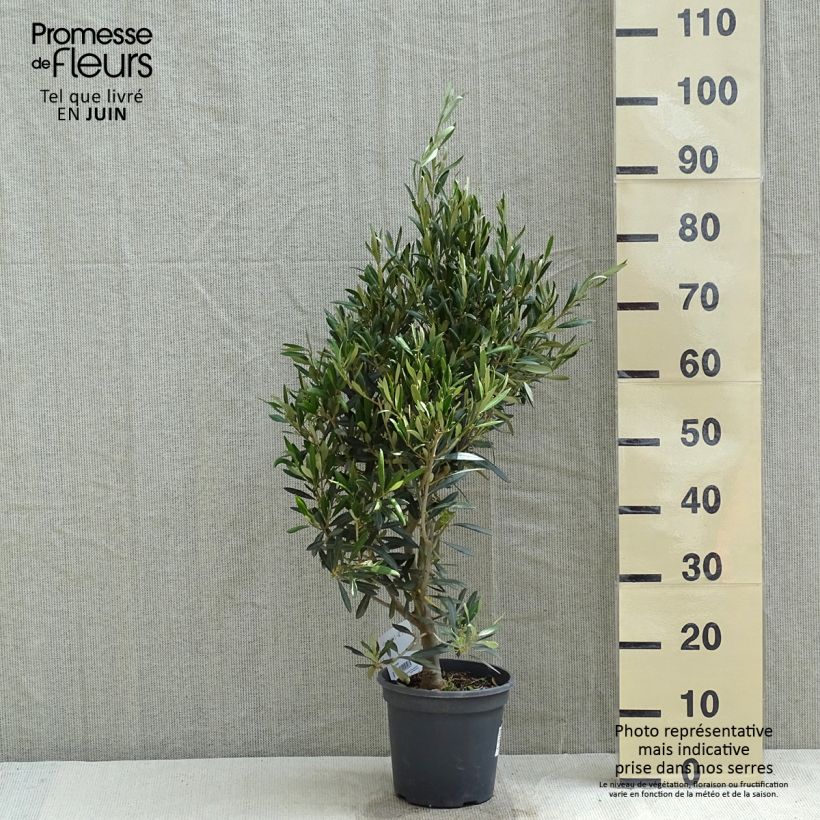 Spécimen de Olivier - Olea europaea en  pot de 5L/6L - touffe tel que livré au printemps