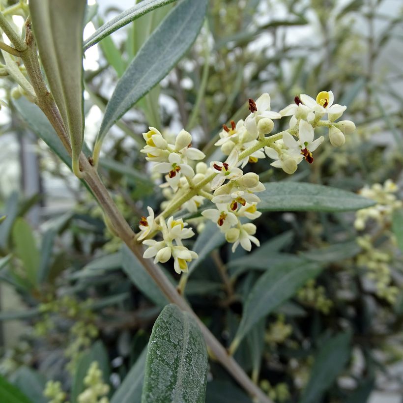 Olivier sur tige - Olea europaea (Floraison)