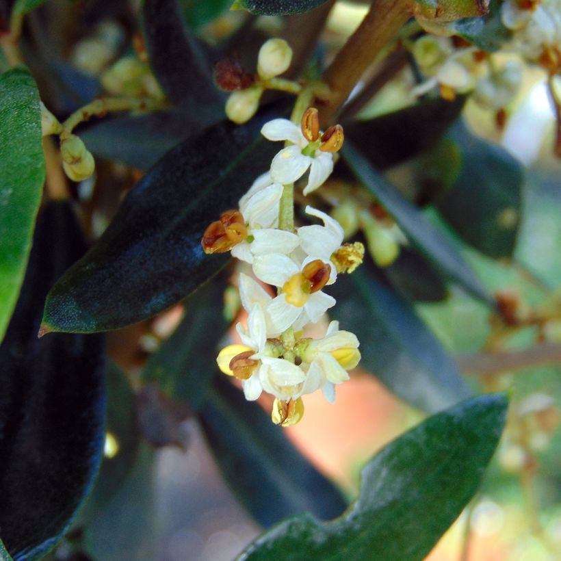 Olivier - Olea europaea (Floraison)