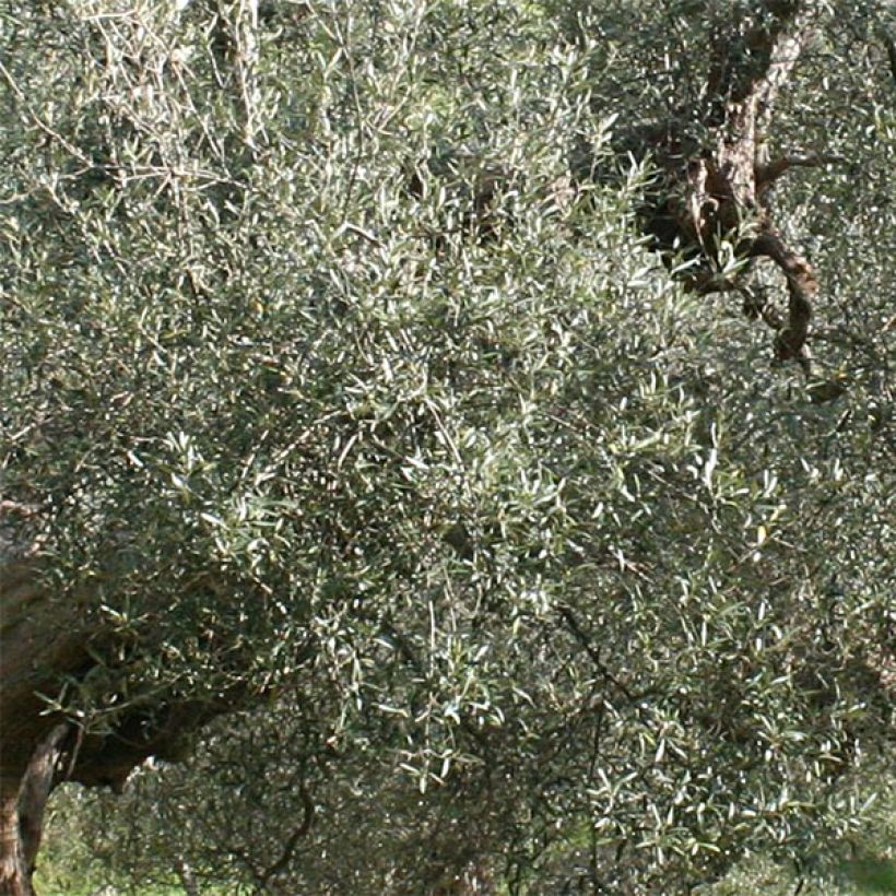 Olivier Picholine - Olea europaea (Feuillage)