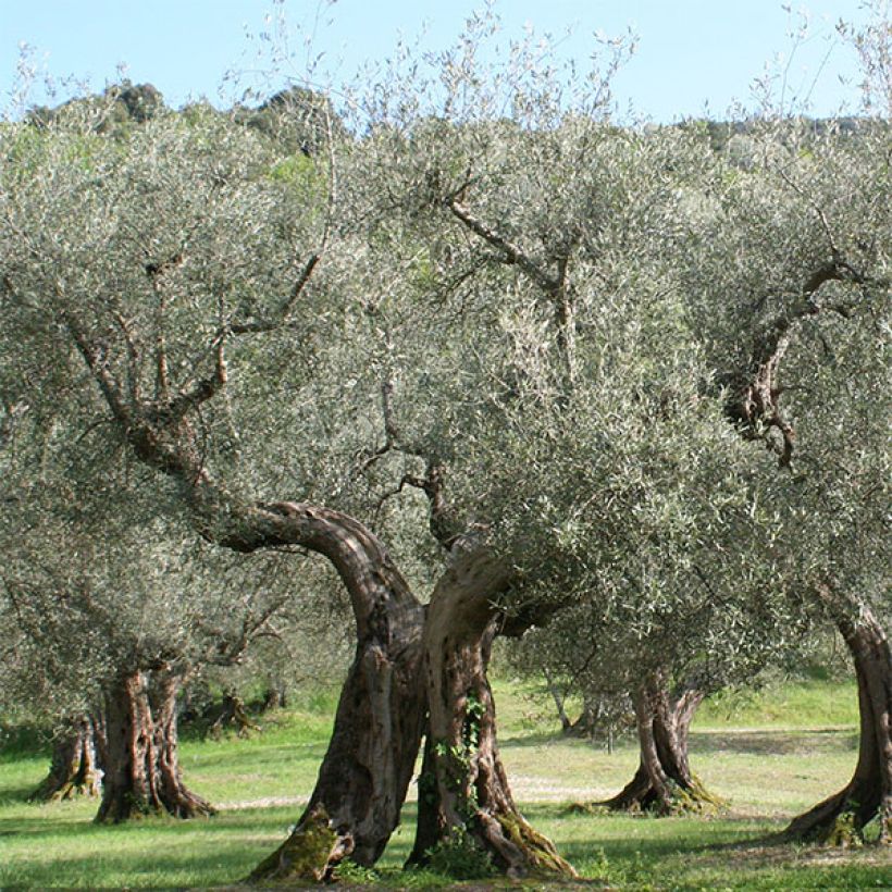 Olivier Picholine - Olea europaea (Port)