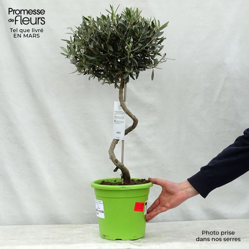 Spécimen de Olivier sur tige - Olea europaea Pot de 4L/5L, Tronc spiraléHauteur livrée env. 60/80cm tel que livré au printemps