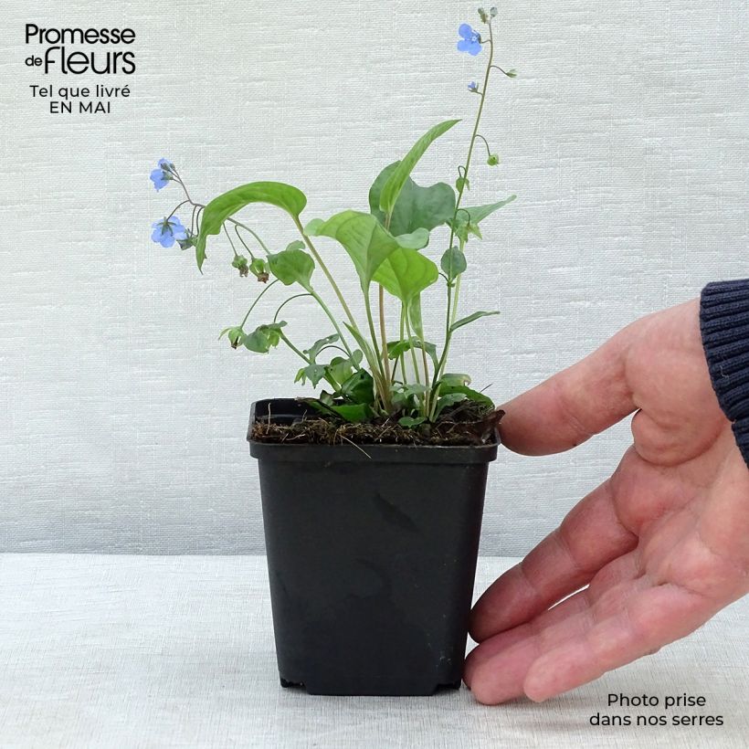 Spécimen de Omphalodes Cappadocica Cherry Ingram Godet de 9cm tel que livré au printemps