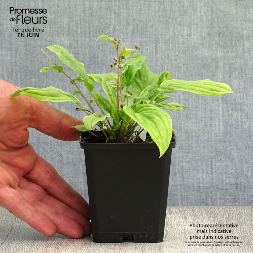 Spécimen de Omphalodes Cappadocica Cherry Ingram Godet de 8/9 cm tel que livré en été