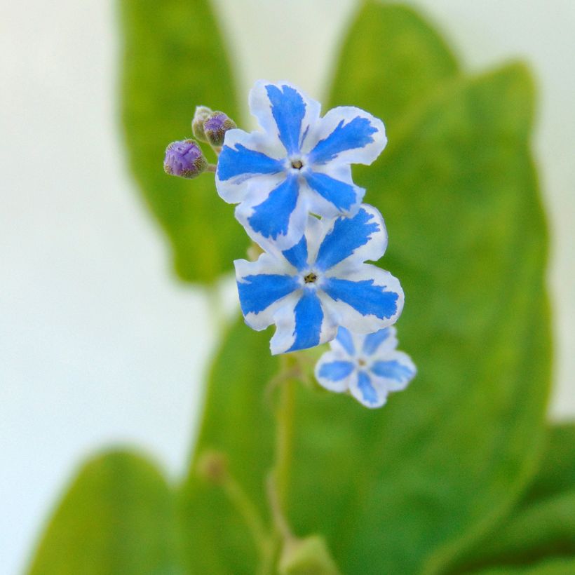 Omphalodes cappadocica Starry Eyes (Floraison)