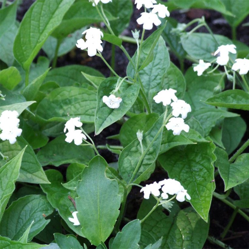 Omphalodes verna Alba - Petite bourrache blanche (Floraison)