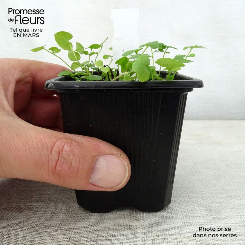 Spécimen de Omphalodes verna Alba - Petite bourrache blanche Godet de 9cm tel que livré au printemps