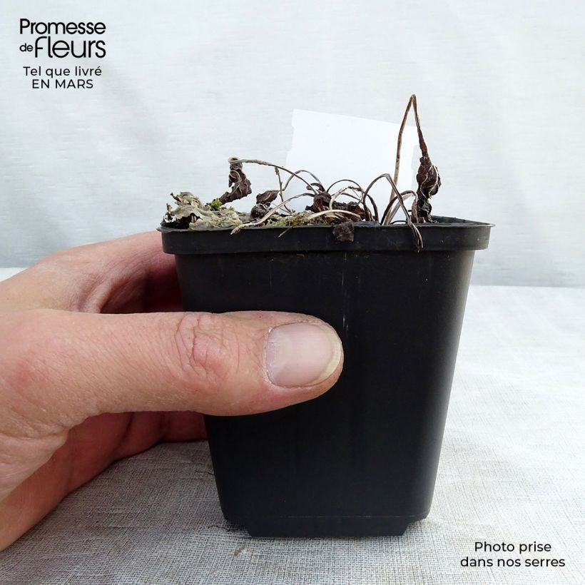 Spécimen de Omphalodes verna Godet de 9cm tel que livré au printemps