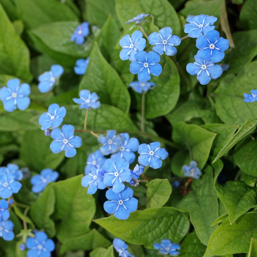 Omphalodes verna (Floraison)