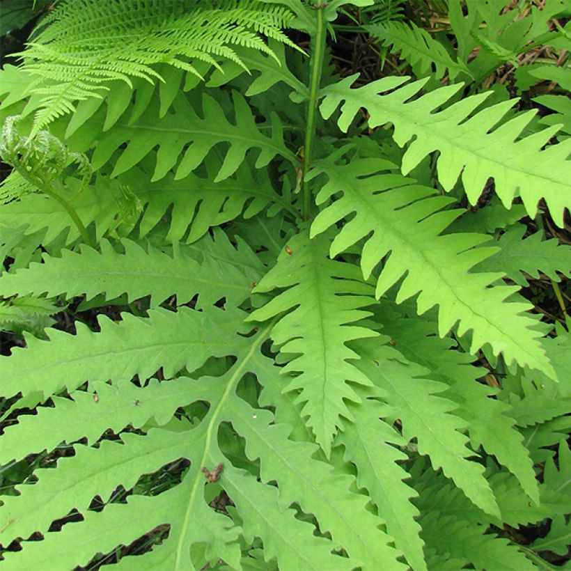 Onoclea sensibilis - Onoclée sensible, fougère (Feuillage)