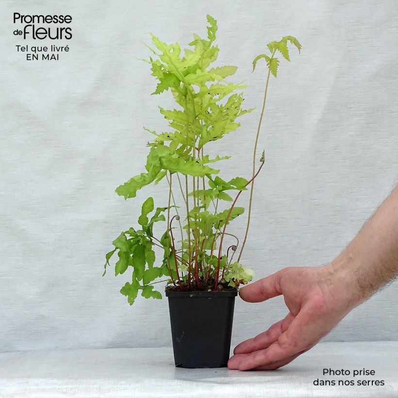 Spécimen de Onoclea sensibilis - Onoclée sensible, fougère Godet de 9cm tel que livré au printemps