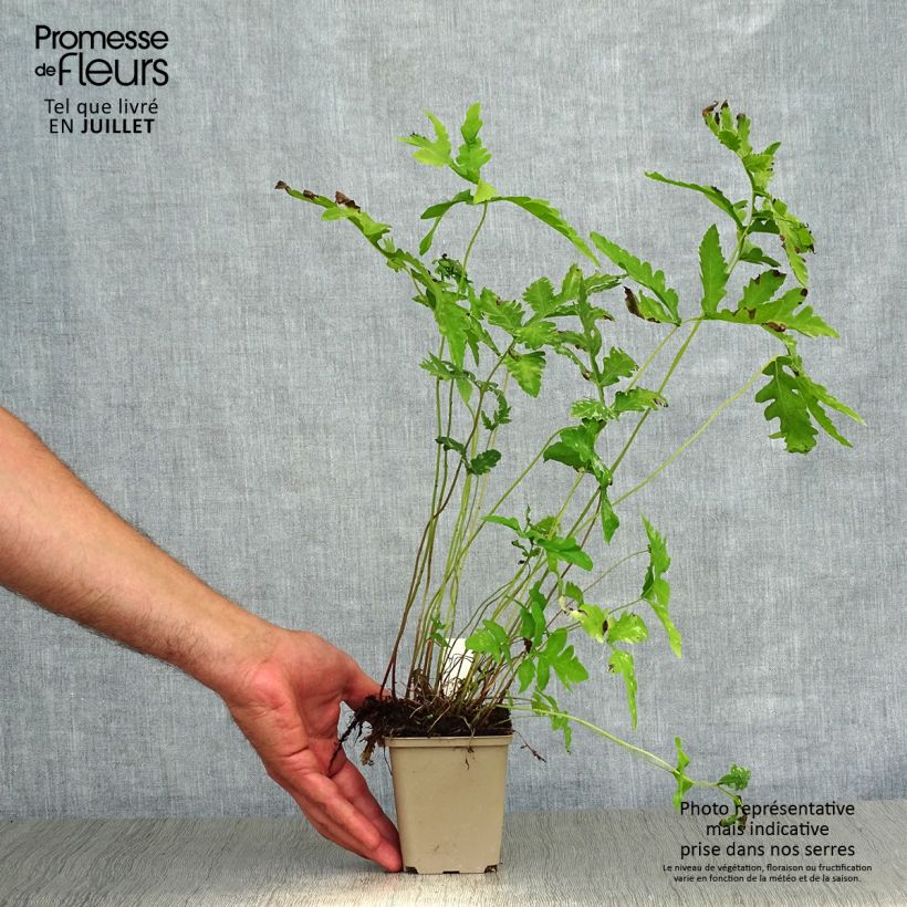Spécimen de Onoclea sensibilis - Onoclée sensible, fougère Godet de 8/9 cm tel que livré en été