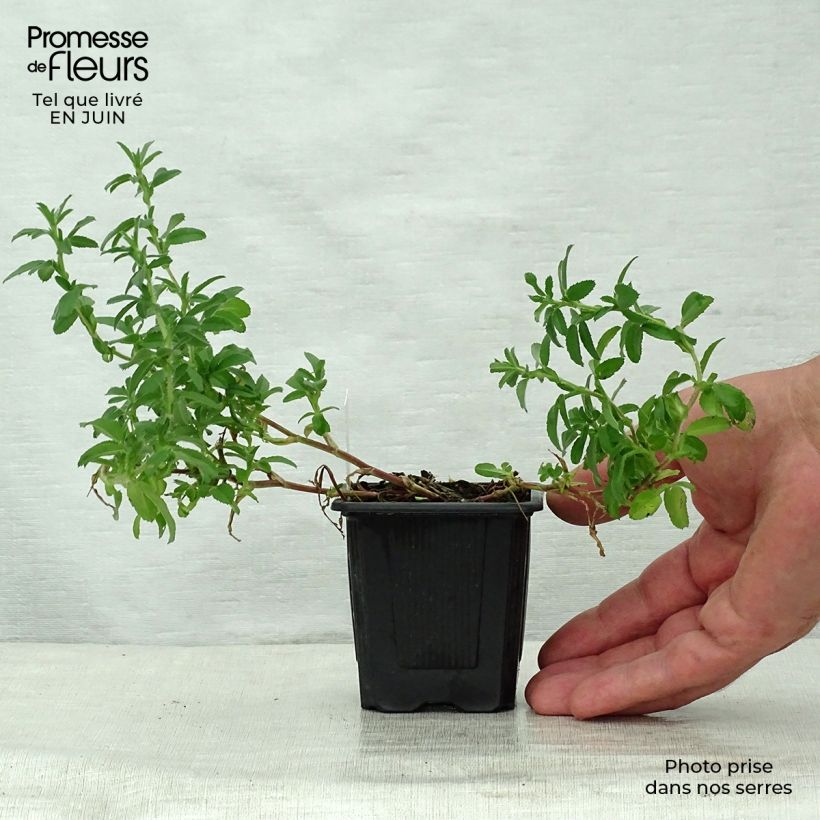 Spécimen de Ononis spinosa - Bugrane épineuse. Godet de 8/9 cm tel que livré en été