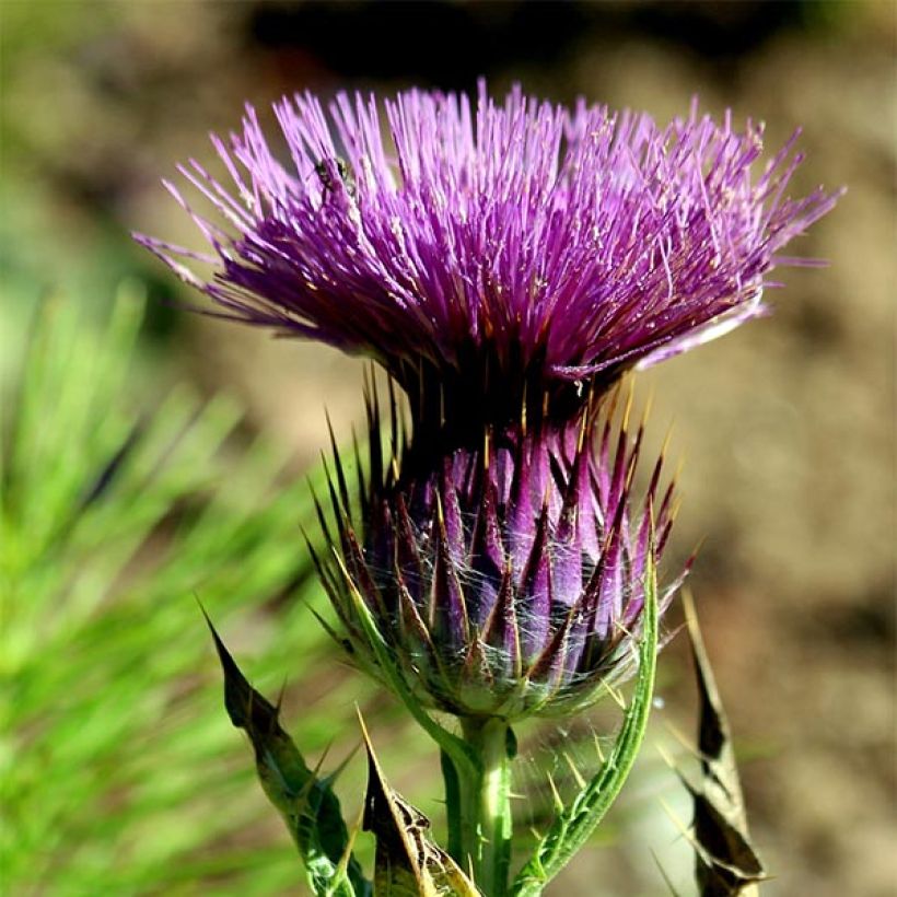 Chardon aux ânes - Onopordum nervosum (Floraison)