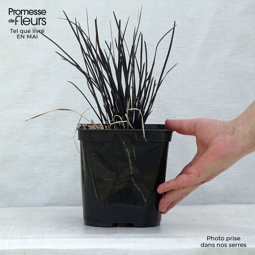 Spécimen de Ophiopogon Hosoba Kokuryu Pot de 2L/3L tel que livré au printemps