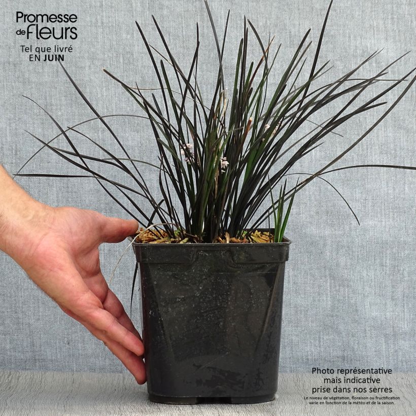 Spécimen de Ophiopogon Hosoba Kokuryu Pot de 2L/3L tel que livré en été