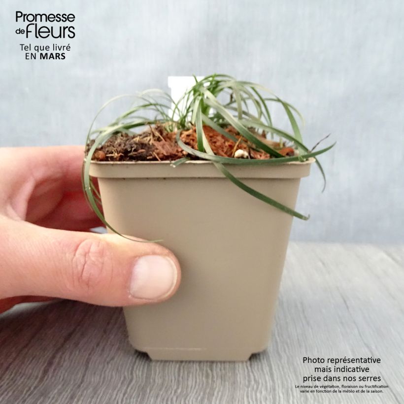 Spécimen de Ophiopogon chingii - Herbe aux turquoises - godet de 8/9cm tel que livré au printemps