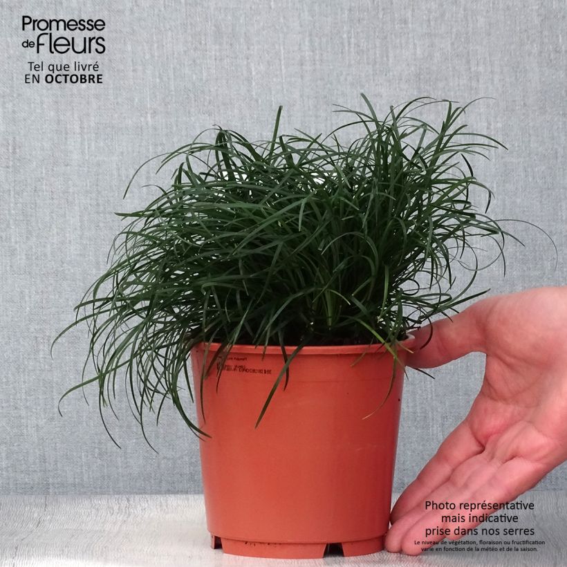 Spécimen de Ophiopogon chingii - Herbe aux turquoises Pot de 1L/1,5L tel que livré en automne