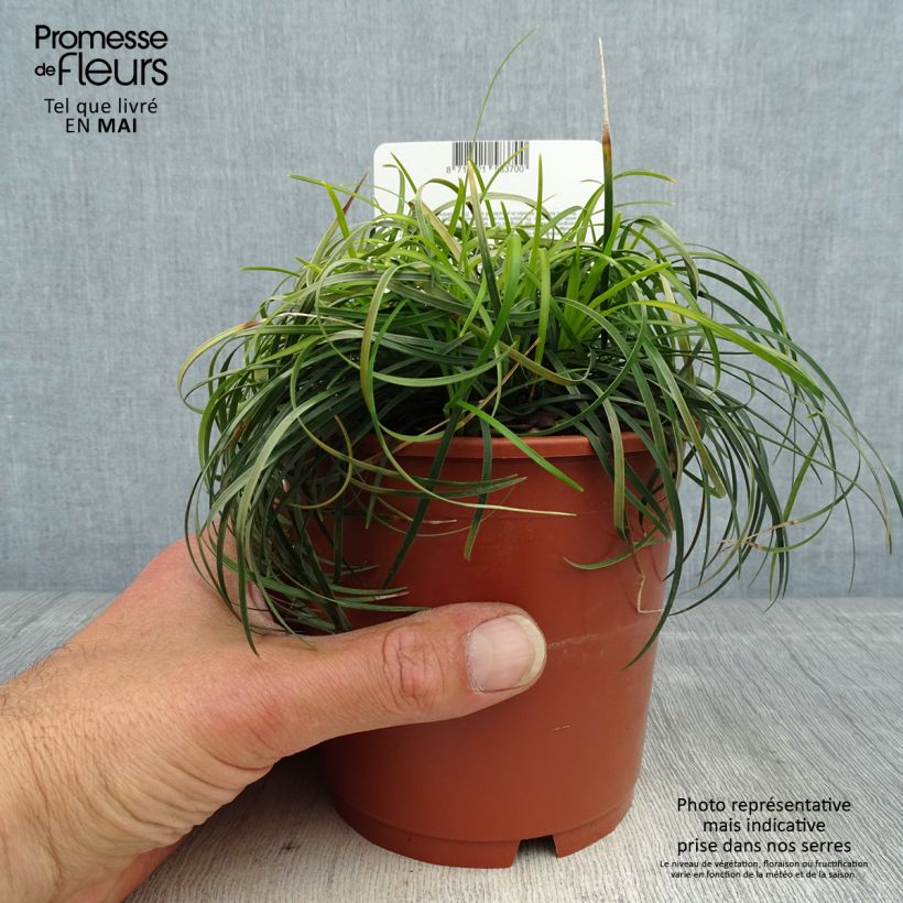 Spécimen de Ophiopogon chingii - Herbe aux turquoises - pot de 1L/1.5L tel que livré au printemps