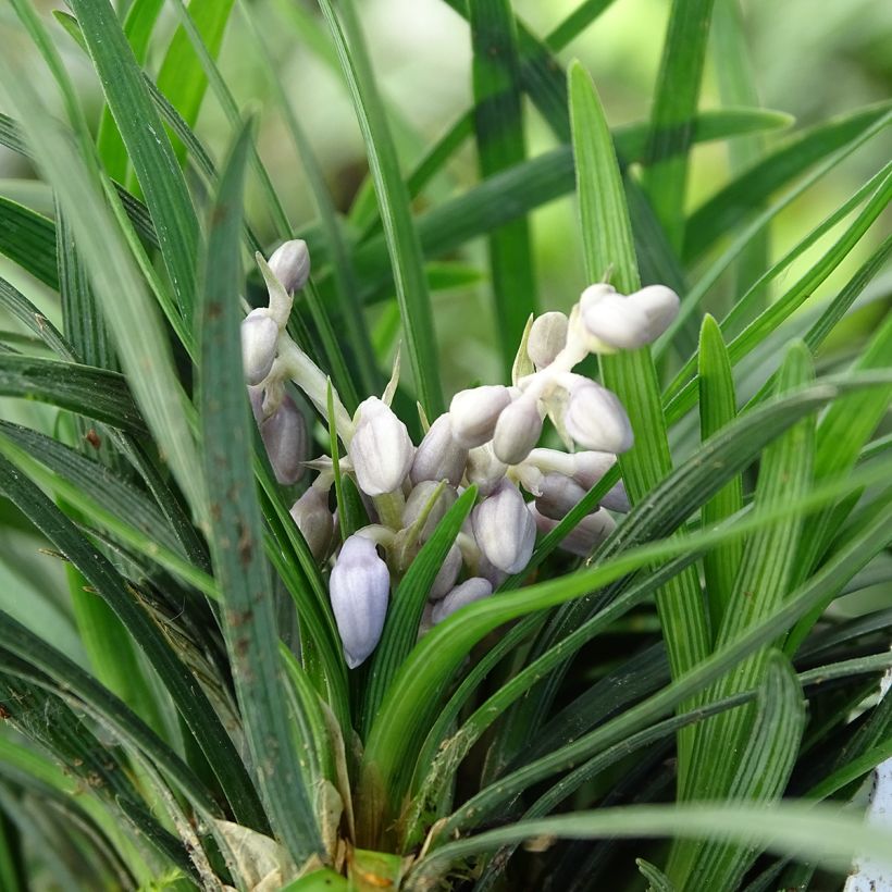 Ophiopogon japonicus (Floraison)