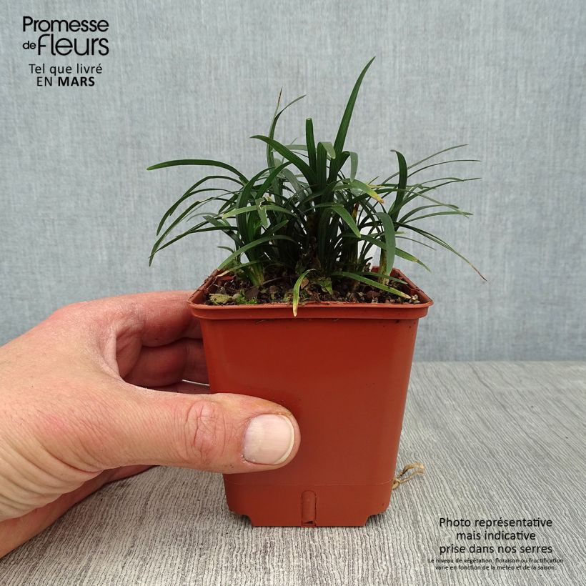 Spécimen de Ophiopogon japonicus Minor - Barbe de serpent ou Herbe aux turquoises Godet de 8/9 cm tel que livré au printemps