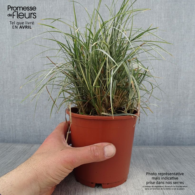 Spécimen de Ophiopogon japonicus Silver Mist - Herbe aux turquoises panachée - Pot de 1L/1,5L tel que livré au printemps