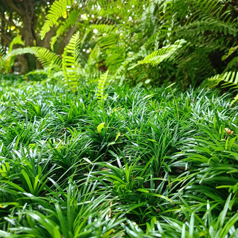 Ophiopogon japonicus (Port)