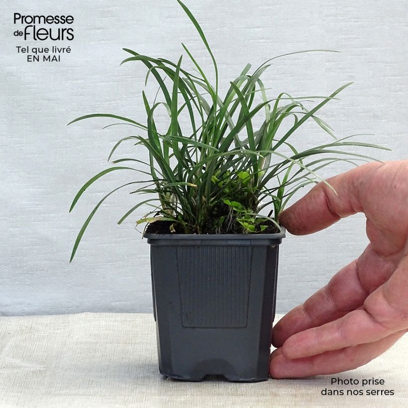 Spécimen de Ophiopogon japonicus  en godet de 8/9 cm tel que livré au printemps