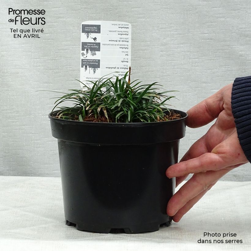 Spécimen de Ophiopogon japonicus en pot de 2/3 litres tel que livré au printemps