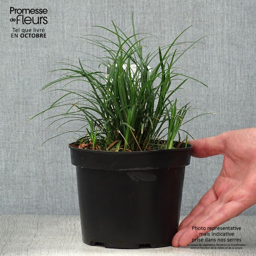 Spécimen de Ophiopogon japonicus Pot de 2L/3L tel que livré en automne