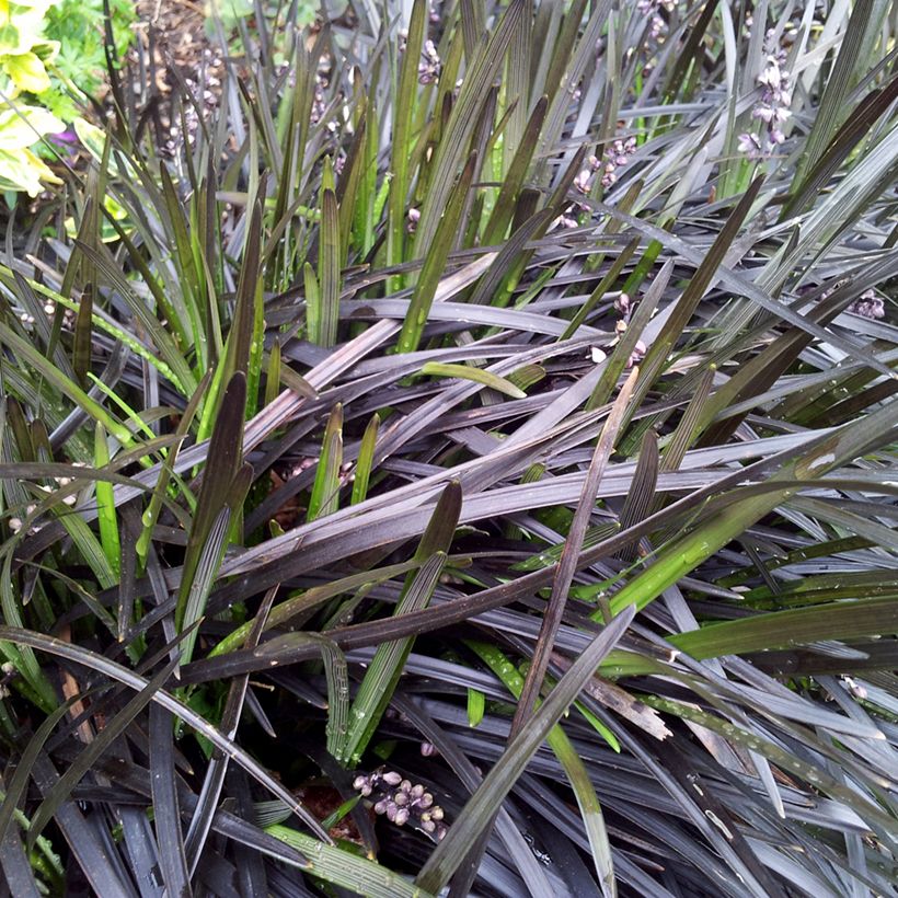 Ophiopogon noir - Ophiopogon planiscapus Nigrescens (Feuillage)