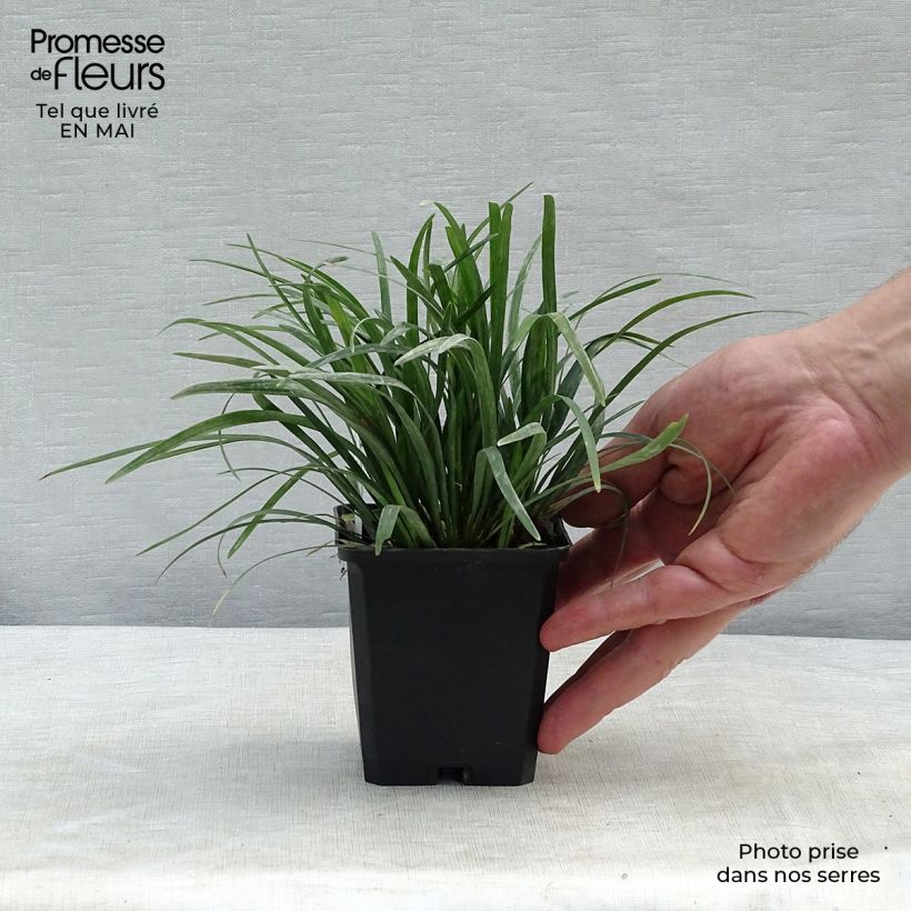 Spécimen de Ophiopogon planiscapus Godet de 9cm tel que livré au printemps