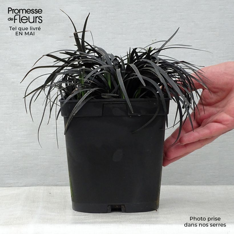 Spécimen de Ophiopogon noir - Ophiopogon planiscapus Nigrescens Pot de 2L/3L tel que livré au printemps