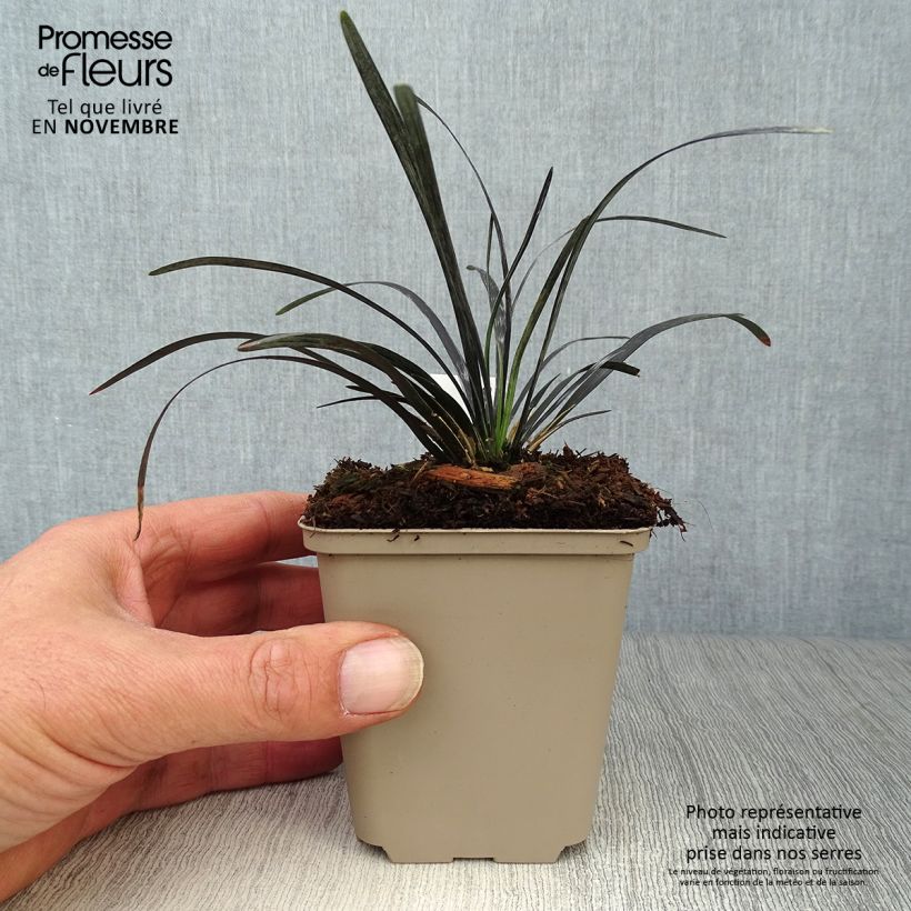 Spécimen de Ophiopogon noir - Ophiopogon planiscapus Nigrescens Godet de 8/9 cm tel que livré en automne