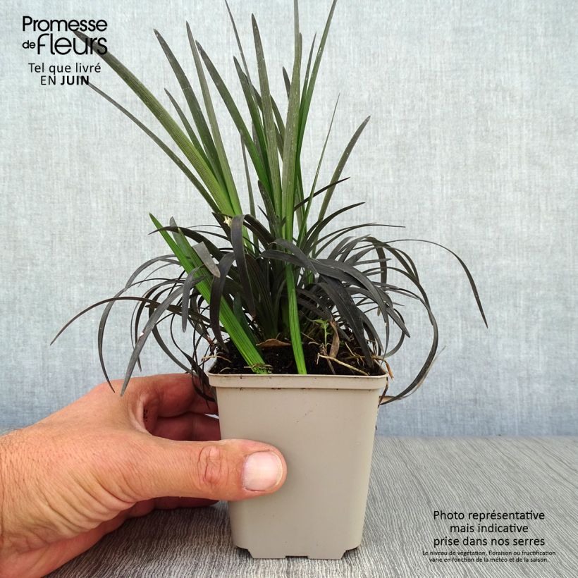 Spécimen de Ophiopogon noir - Ophiopogon planiscapus Nigrescens Godet de 8/9 cm tel que livré en été