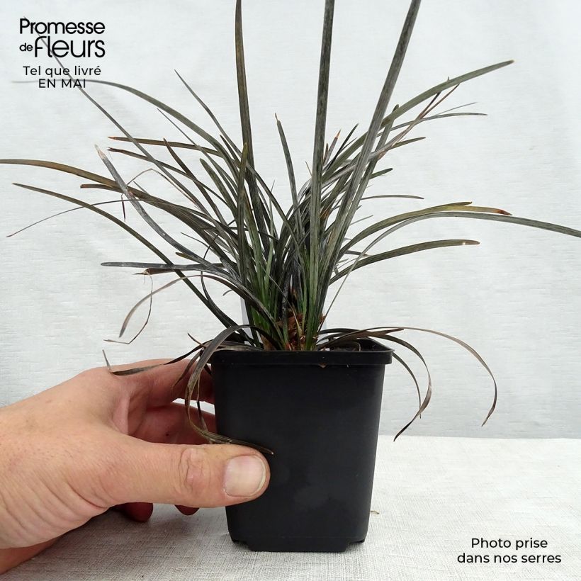 Spécimen de Ophiopogon noir - Ophiopogon planiscapus Nigrescens Godet de 8/9 cm tel que livré au printemps