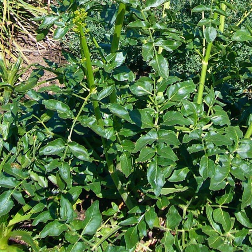 Opopanax chironium - Opopanax de Chiron (Feuillage)